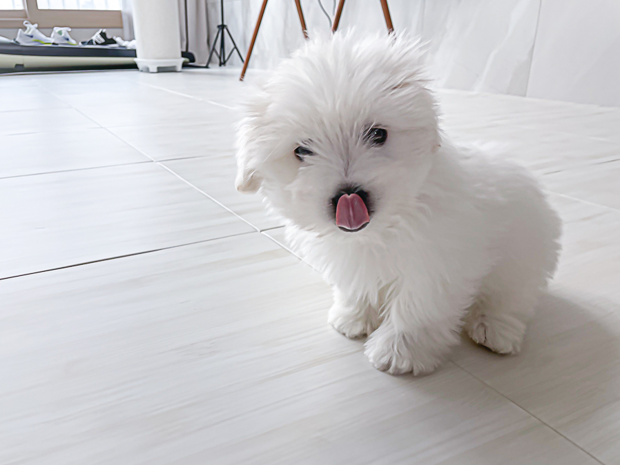 어린 강아지